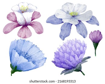 Large Botanical set of wild flowers. Set of Separate parts and bring together to beautiful bouquet of flowers in water colors style on white background, flat vector illustration