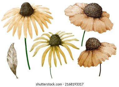 Large Botanical set of wild flowers. Set of Separate parts and bring together to beautiful bouquet of flowers in water colors style on white background, flat vector illustration