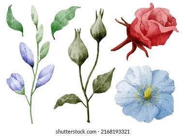 Large Botanical set of wild flowers. Set of Separate parts and bring together to beautiful bouquet of flowers in water colors style on white background, flat vector illustration