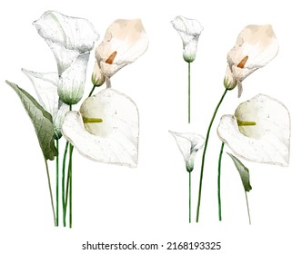 Large Botanical set of wild flowers. Set of Separate parts and bring together to beautiful bouquet of flowers in water colors style on white background, flat vector illustration