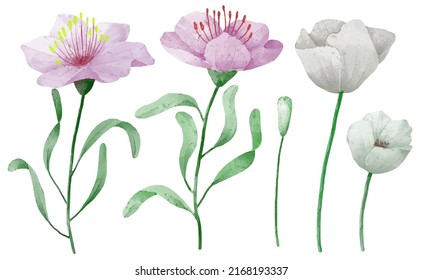 Gran conjunto botánico de flores silvestres. Conjunto de partes separadas y juntar a un hermoso ramo de flores en color agua estilo sobre fondo blanco, ilustración vectorial plana