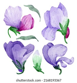 Gran conjunto botánico de flores silvestres. Conjunto de partes separadas y juntar a un hermoso ramo de flores en color agua estilo sobre fondo blanco, ilustración vectorial plana