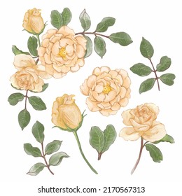 Large Botanical set of wild flowers. Set of Separate parts and bring together to beautiful bouquet of flowers in water colors style on background, Nature floral vector illustration