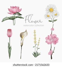 Large Botanical set of wild flowers. Set of Separate parts and bring together to beautiful bouquet of flowers in water colors style on background, Nature floral vector illustration
