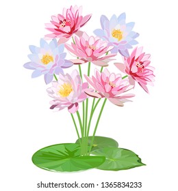 large bouquet of pink and blue water lilies with large round leaves isolated on white background