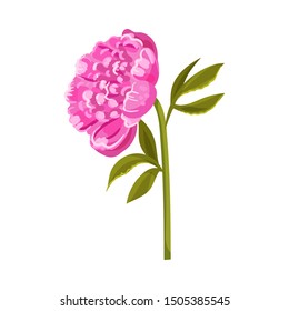 Large bright pink peony. Vector illustration on a white background.