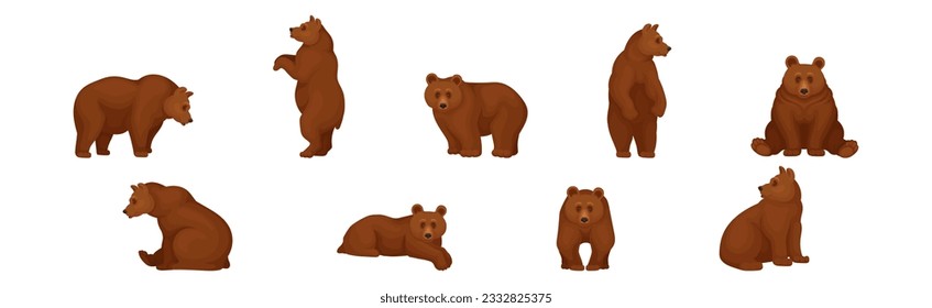 Large Brown Bear in Different Pose Vector Set