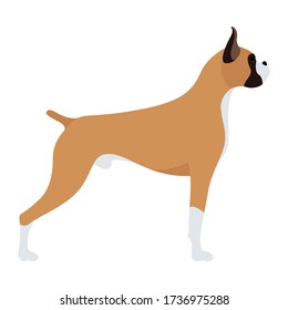 A large brown short-haired dog of the German boxer breed. Vector stock flat illustration isolated on a white background