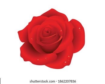 Gran brote de rosa roja con rocío en pétalos aislados en fondo blanco. Ilustración vectorial para el diseño.