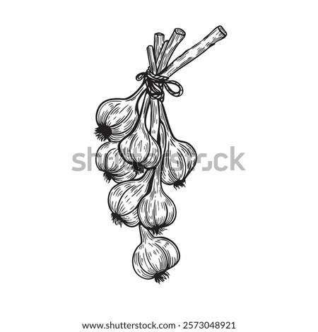 Large bunch of garlic tied up line art. For food packaging, recipe books, restaurant menus, blogs, or kitchen-themed designs. High-quality vector graphics ideal for creative projects.