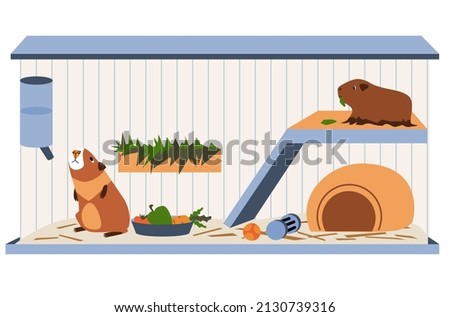 Large cage for two guinea pigs.  House for rodents.
Food, water, toys essential for the domestic cavy. 
