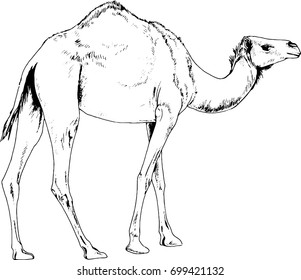 large camel drawn with ink on white background logo tattoo