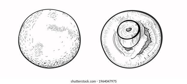 A large champignon mushroom drawn from two angles - with a hat and a leg up. Vector illustration in the style of linear sketch, engraving. Close up, isolate on white background. EPS 10.