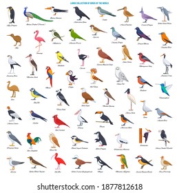 Large Collection of Birds of the World. Cartoon style vector icons