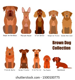 large collection of  brown dog