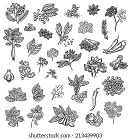 large collection of different spices and herbs. Natural spices. Compilation of vector sketches. Kitchen herbs and spice. Vintage style. Hand drawn.