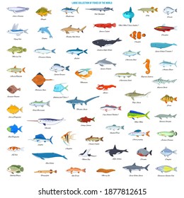 Large Collection of Fishes of the World. Cartoon style vector icons