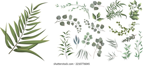 A large collection of herbs and plants. Green plants on a white background. Eucalyptus and other leaves 