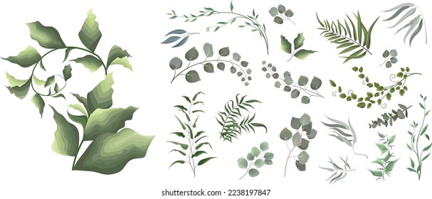 A large collection of herbs and plants. Green plants on a white background. Eucalyptus and other leaves 