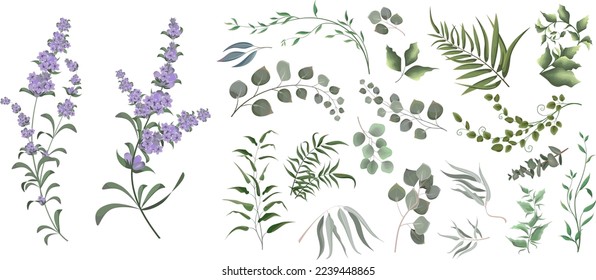 Una gran colección de hierbas y plantas. Plantas verdes de fondo blanco. Flores de lavanda, eucalipto y otras hojas 