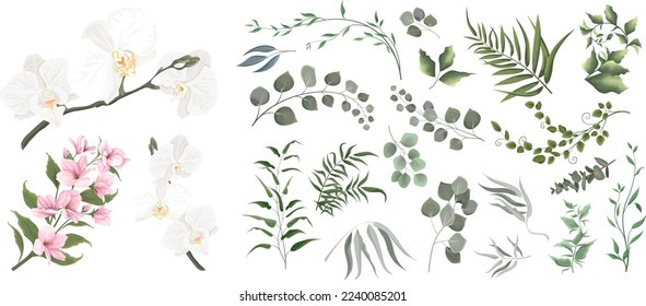 A large collection of herbs and plants. Green plants on a white background. White orchids, magnolia, pink flowers, eucalyptus and other leaves 
