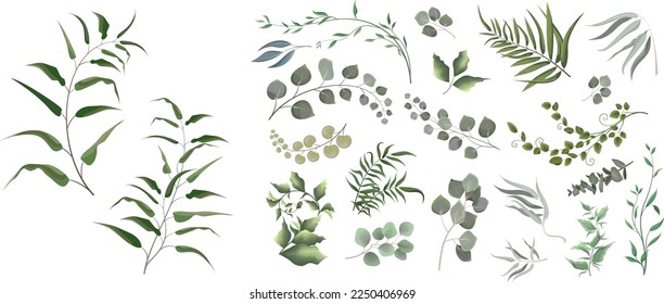 Una gran colección de hierbas y plantas. Plantas verdes de fondo blanco. Eucalipto y otras hojas 