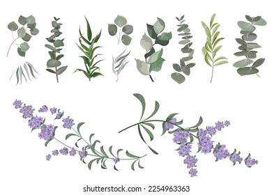 Una gran colección de hierbas y plantas. Plantas verdes de fondo blanco. Flores de lavanda, eucalipto y otras hojas 