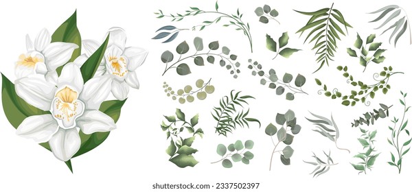 A large collection of herbs and plants. Green plants on a white background. White orchids, flowers, eucalyptus and other leaves 