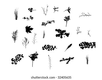 large collection of herbs plants nature silhouettes