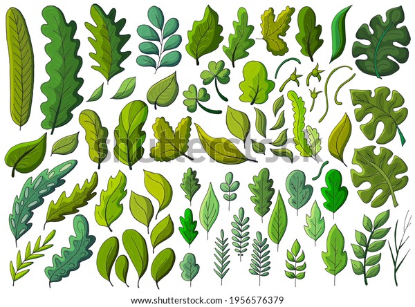 Large collection. Leaves\
of monstera, trees, flowers. Set of vector illustrations in hand\
draw style