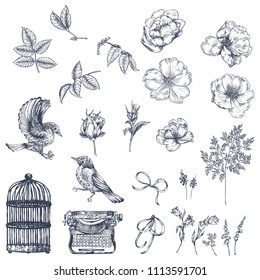 A large collection of old illustrations. Birds, dog roses, leaves, plants, cage, typewriter, ribbons.  Ink illustration by hand. Graphic arts.