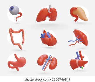 Large collection of realistic human organs. Icons for medical application, website. Isolated vector image. Eye and lungs, pancreas and large intestine, heart and spleen, stomach, and kidneys, liver