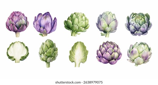 Large collection of vector artichokes in watercolor style