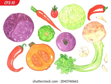 A large collection of vegetables on a white background: carrots, tomatoes, cabbage, peppers, onions, garlic, lettuce, beets, whole and slices. Everything is conveniently grouped and laid out in layers