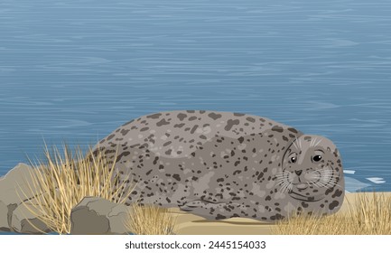 A large common seal lies on a sandy sea coast with stones and dry plants. Realistic vector landscape