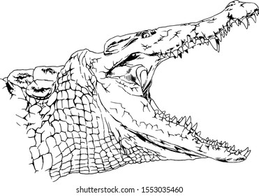 a large crocodile with an open mouth attacks, drawn in ink by hand