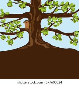 Large curved oak tree with leaves and acorns. Background picture