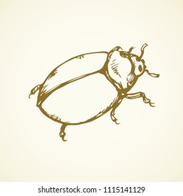 Large cute melolonthinae on white backdrop. Freehand linear dark grey ink color hand drawn picture logo sketchy in art retro scribble style pen on paper. View closeup micro detail with space for text