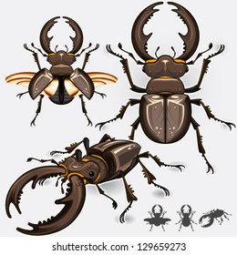 Large Dark Stag Beetle Insect Bug