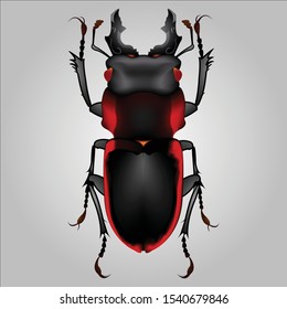 Large dark stag beetle insect bug.