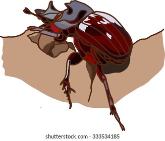 Large Dark Stag Beetle Insect Bug