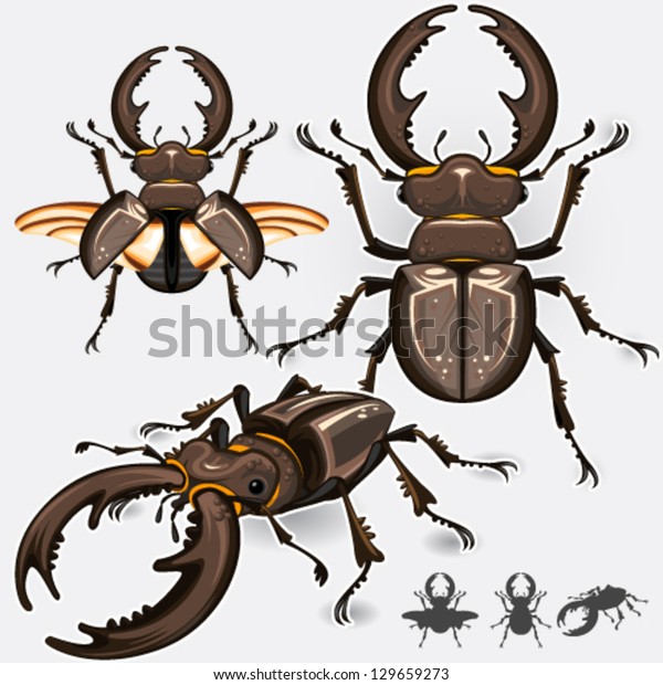Large Dark Stag Beetle Insect\
Bug