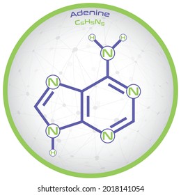 Large Detailed Infographic Molecule Adenine Stock Vector (Royalty Free ...