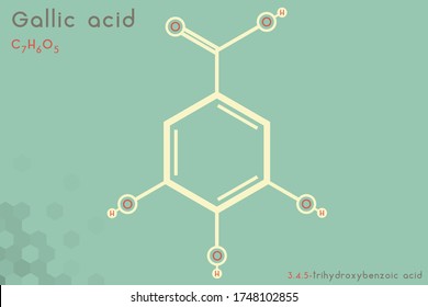 Large and detailed infographic of the molecule of Gallic acid