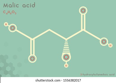 Large and detailed infographic of the molecule of Malic acid.