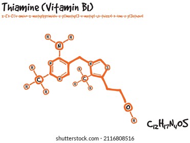 Large and detailed isolated drawn molecule and formular of Thiamine.