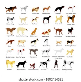 Large dog breed set collection vector illustration isolated on white background: american Staffordshire, pit bull terrier, wire fox terrier, welsh corgi Pembroke and cardigan, Manchester terrier...