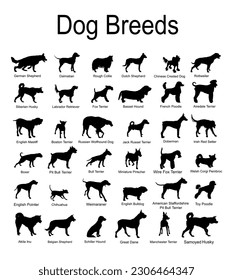 Large dog breed set collection vector silhouette illustration isolated on white background: pit bull terrier, wire fox terrier, welsh corgi Pembroke , cardigan, Manchester terrier... Dog shape shadow.