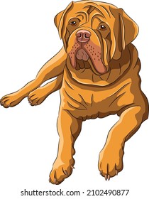 Large dogue de bordeaux isolated on white background.