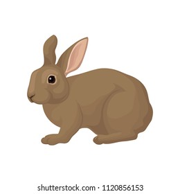 Large domestic rabbit with brown fur. Plant-eating mammal with long ears, long hind legs and short tail. Flat vector for poster of pet store